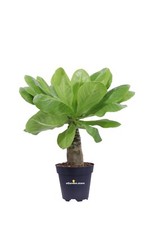 Pianta di Brighamia Insignis Hawaiian Palm vera ornamentale da arredo interno