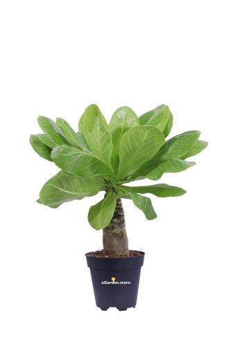 Pianta vera brighamia - pianta, di