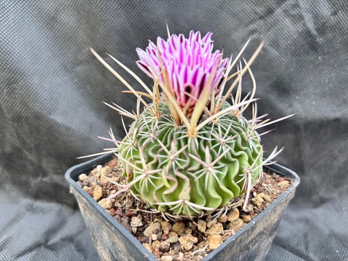 ECHINOFOSSULOCACTUS