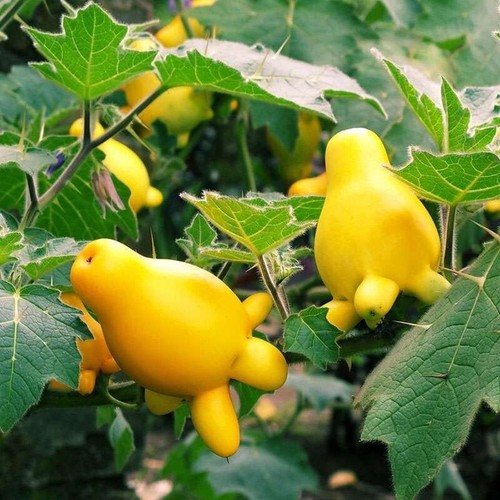 Pianta mucca nipple - nipple, fruit