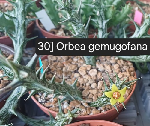 Talea radicata orbea - 1,