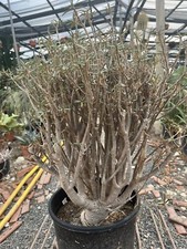 Euphorbia Balsamifera Vaso 24 Cm Altezza 60 Cm Grande Caudex