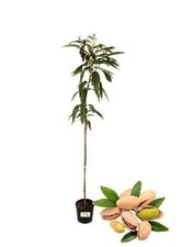 Pistacchio Pistacia Vera