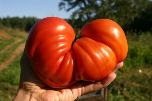 Pomodoro cuore bue - pomodoro, gigante