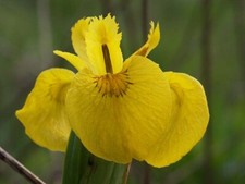 Photo 6x4 Yellow Iris (Iris