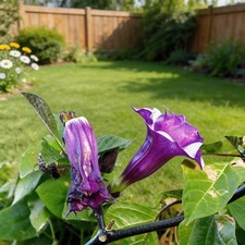 50pcs Datura Seeds Ornamental