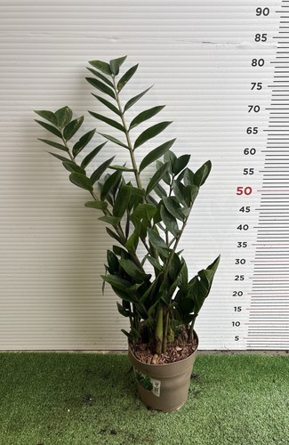 Pianta zamioculcas vaso - pianta,