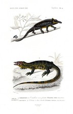 Waran Camaleonte Lucertola