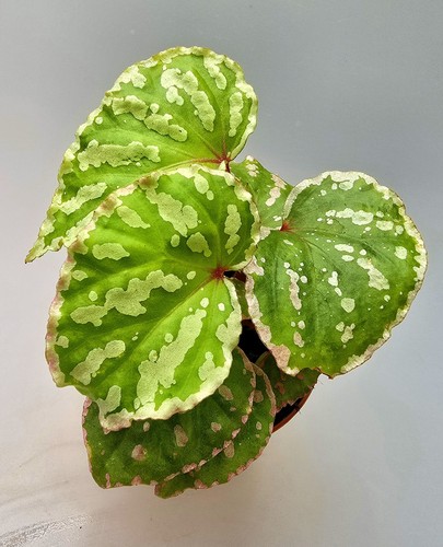 Bella begonia cream powder con - begonia,