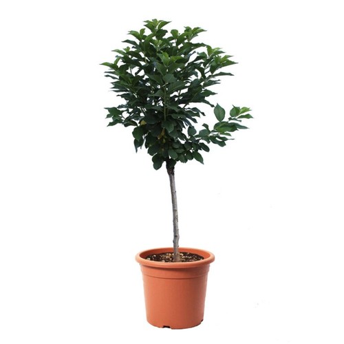 Ciliegio durone vignolia - ciliegio, di