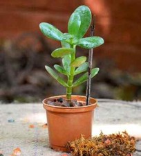 5 TALEE Crassula ovata Albero Giada Pianta grassa spedita Senza Vaso - FOTO WEB