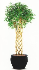 Ficus benjamina fico - ficus,