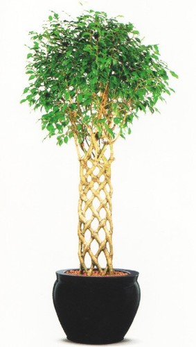 Ficus benjamina fico - benjamina,