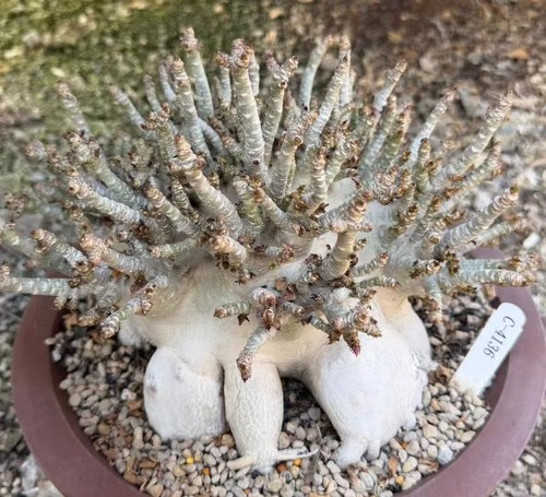 Rara pianta cactus - , adenium