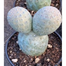 2-3 teste di cactus succulento