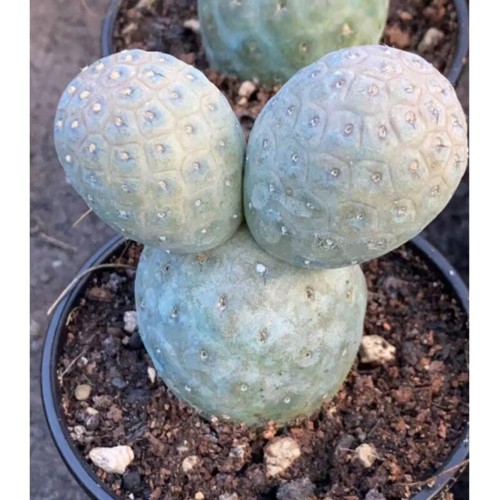 Teste cactus succulento - di,