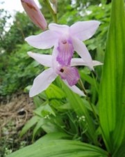 Bletilla Striata  KUCHIBENI