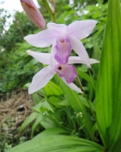 Bletilla striata kuchibeni - bletilla,