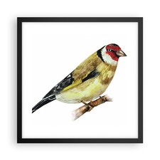 Poster 40x40cm Cardellino