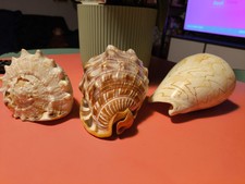 set 3 conchiglie giganti vere