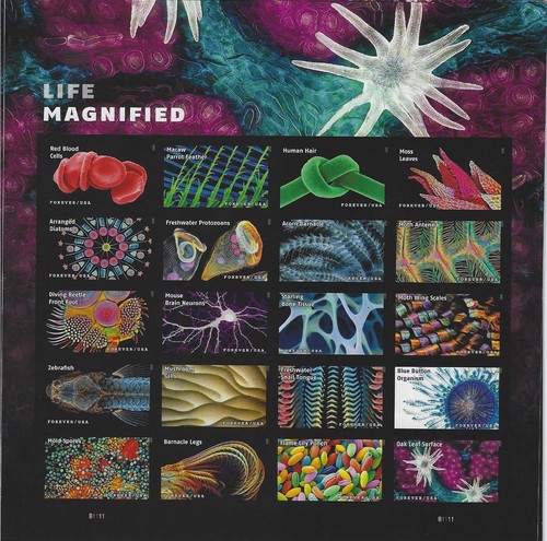 5802u life magnified die - no,