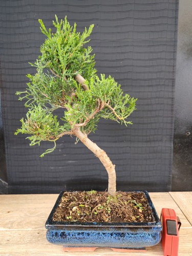 Bonsai cipresso visita - cipresso, 41