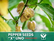 Peperoncino X Uno Official –