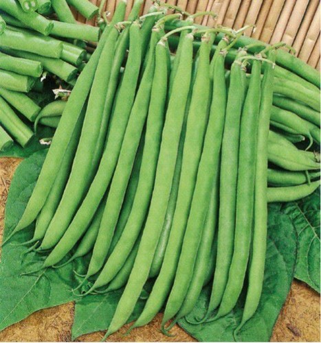 Lot graines de haricot - de,