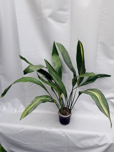 Aspidistra elatior variegata - aspidistra,