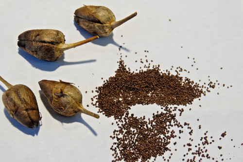 Tabacco aromatico - tabacco,