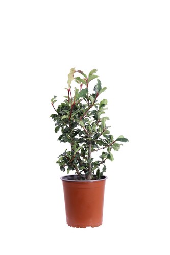 Pianta vera photinia - pianta, di