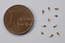 FICO SACRO - FICUS RELIGIOSA, 10 SEMI SELEZIONATI