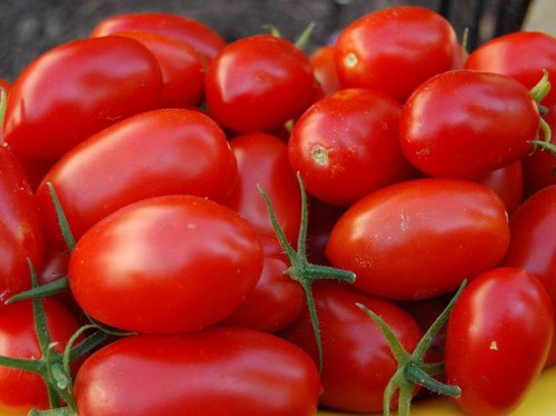 Pomodoro prugna dolce - , russa