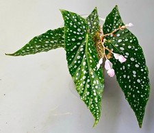 Begonia Ghiaccio Bianco