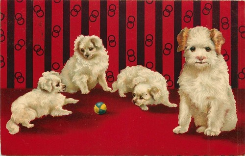Cuccioli bianchi che fissano - bianchi,