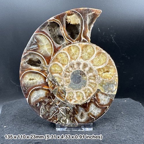 Giant cut polished ammonite - cut,