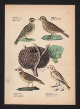 1840 - Lucherini Coda Di Meisa