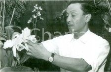 1964 RIJSWIJK (OLANDA) Coltivazione di una Cattleya ibrida *Fotografia