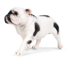 Bulldog cane animale