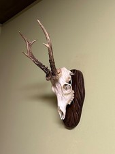 Roe deer horns. Antlers