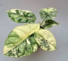 Alocasia Drago Argento Albo Variegata M17