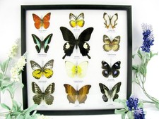 12 farfalle vere, imbottite