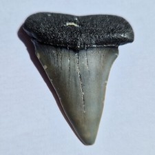 Dente Fossile Squalo CARCHARODON HASTALIS Miocene 4,5 x 3,8 x 0,9 cm Sudafrica