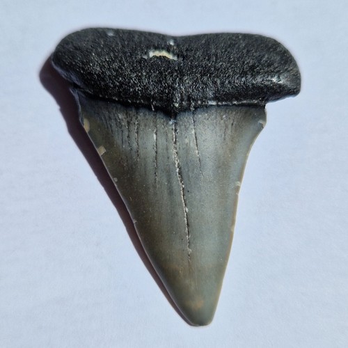 Dente fossile squalo - dente,