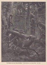 Wapiti Di Uno Puma Überfallen