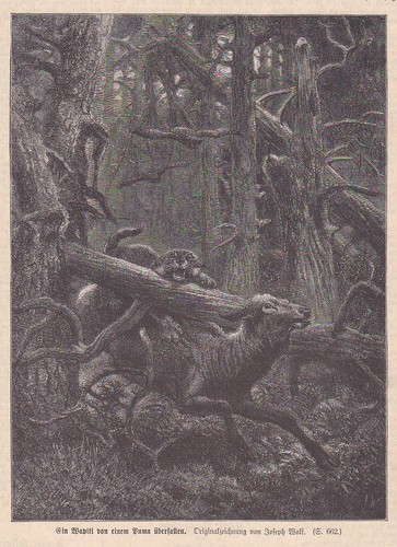 Wapiti uno puma überfallen - di,