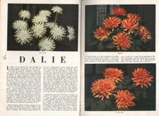 Floricoltura - BERRONE - Dalie.