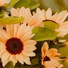 SEMI HELIANTHUS PESCA _