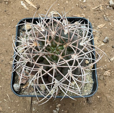 GYMNOCALYCIUM SCHMIDIANUM -
