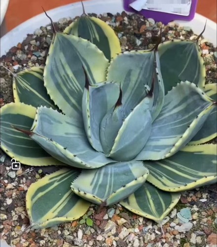 Pentola agave parryi - 25, cm